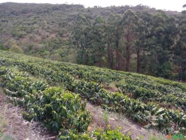 Fazenda Ilicínea MG