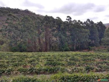 Fazenda Ilicínea MG