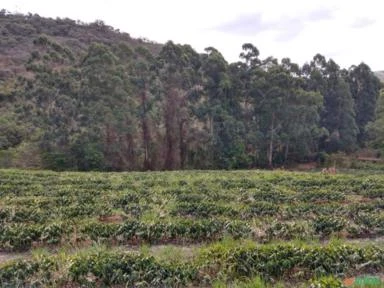 Fazenda Ilicínea MG