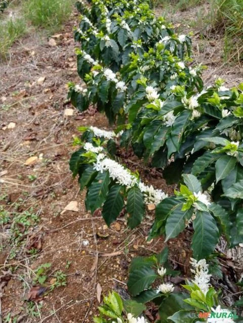 Fazenda Ilicínea MG