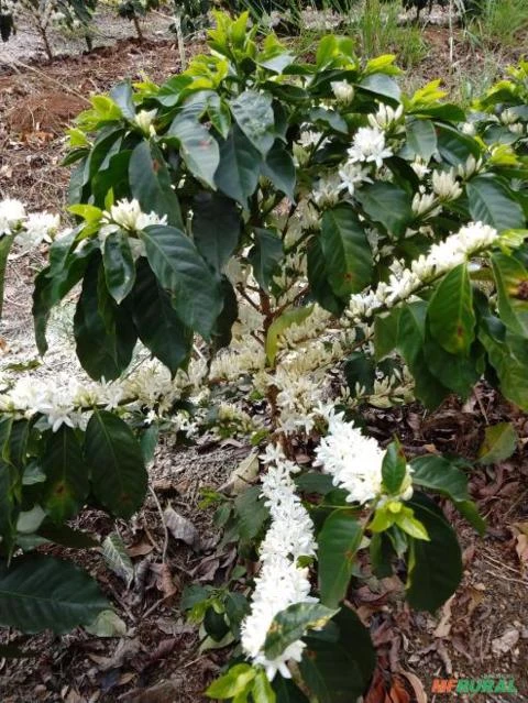 Fazenda Ilicínea MG