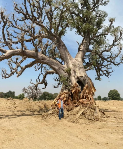 Baoba africano