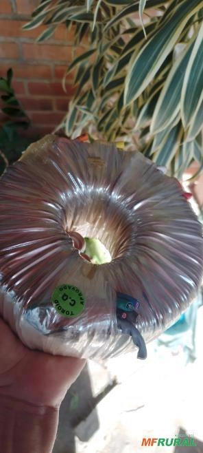 Imagem Transformador 110/220 volts Imagem Transformador 110/220 volts