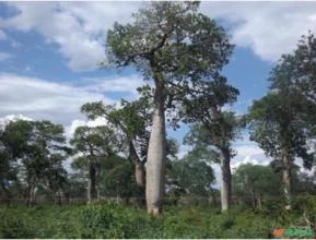 Fazenda para Compensação Ambiental com os Biomas Cerrado e Caatinga