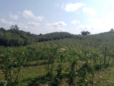 Imagem Amora tupy Imagem Amora tupy