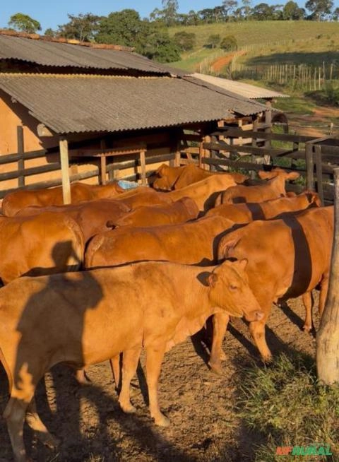 Novilhas Senepol Prenhas | Primeira Cria | Ótima Genética e Docilidade Imagem Novilhas Senepol Prenhas | Primeira Cria | Ótima Genética e Docilidade