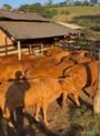 Novilhas Senepol Prenhas | Primeira Cria | Ótima Genética e Docilidade Imagem Novilhas Senepol Prenhas | Primeira Cria | Ótima Genética e Docilidade