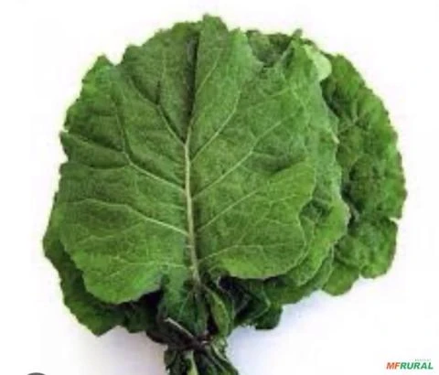 Couve folha em Petrolina e Juazeiro Imagem Couve folha em Petrolina e Juazeiro