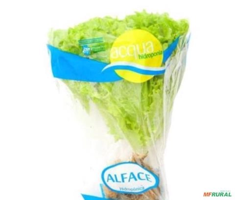 Alface hidroponico Imagem Alface hidroponico