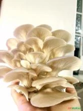 Cogumelo Shimeji Branco e Preto