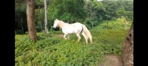 Cavalo SRD