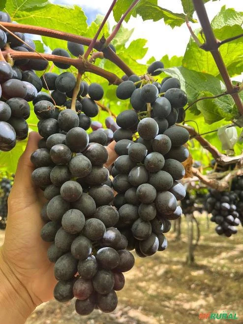 Uva direto da fazenda nova videira