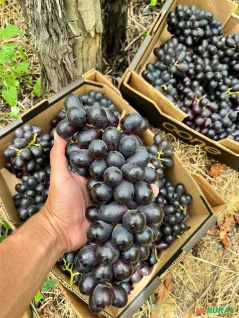 Uva direto da fazenda nova videira