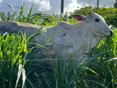 KURUMI Imagem KURUMI