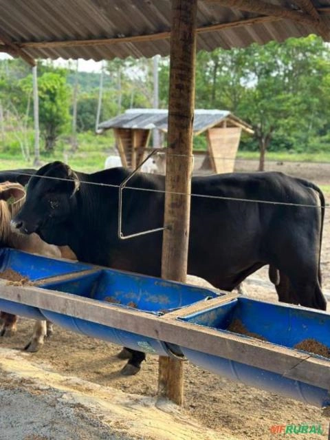 Vendomos animais de alta qualidade genética Imagem Vendomos animais de alta qualidade genética
