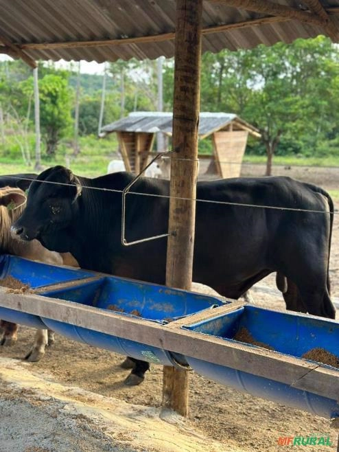 Vendomos animais de alta qualidade genética Imagem Vendomos animais de alta qualidade genética