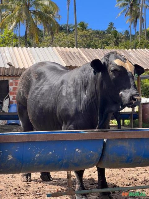 Imagem Vendomos animais de alta qualidade genética Imagem Vendomos animais de alta qualidade genética