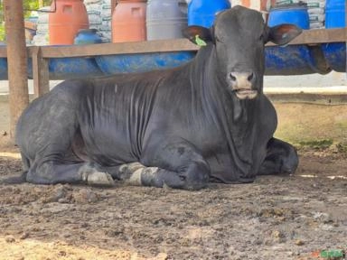 Imagem Vendomos animais de alta qualidade genética Imagem Vendomos animais de alta qualidade genética