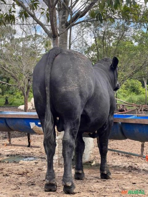 Imagem Vendomos animais de alta qualidade genética Imagem Vendomos animais de alta qualidade genética