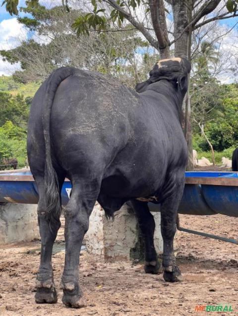 Imagem Vendomos animais de alta qualidade genética Imagem Vendomos animais de alta qualidade genética