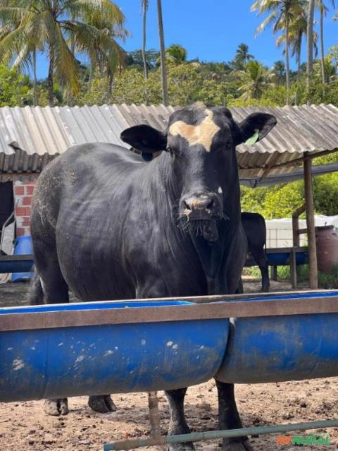 Imagem Vendomos animais de alta qualidade genética Imagem Vendomos animais de alta qualidade genética