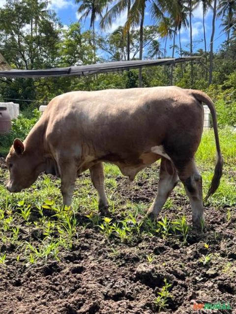 Imagem Vendomos animais de alta qualidade genética Imagem Vendomos animais de alta qualidade genética