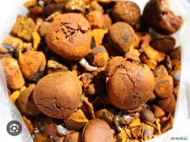 Compro Pedra de Fel Bovina Imagem Compro Pedra de Fel Bovina