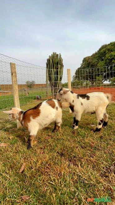 Mini cabras