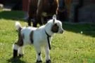 Mini cabras