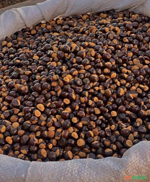 Guaraná em grãos Imagem Guaraná em grãos