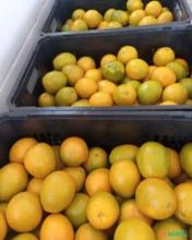 Vendo Laranja de 20Kg