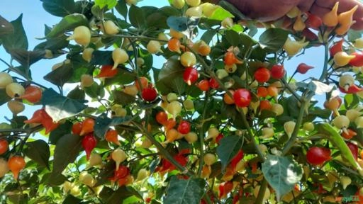 Pimenta Biquinho Fresca – Qualidade Premium Imagem Pimenta Biquinho Fresca – Qualidade Premium