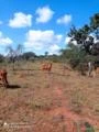 Fazenda à Venda em Olhos D1agua-MG-