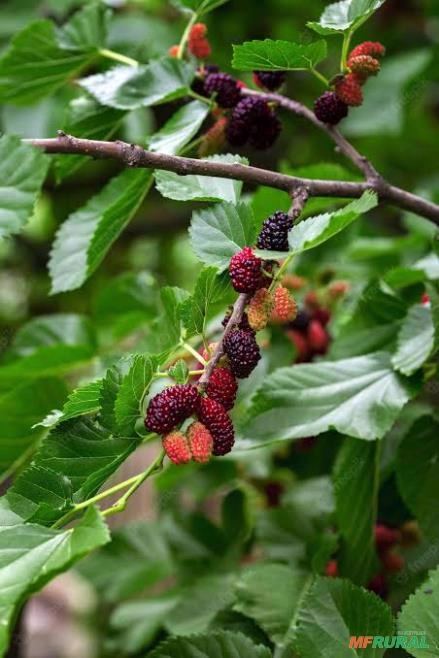 Arvore Adulta Imagem Arvore Adulta