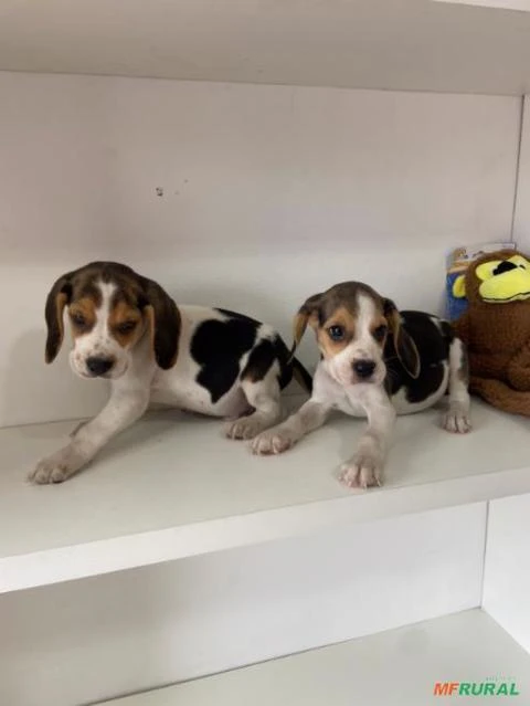 beagle apronta entrega