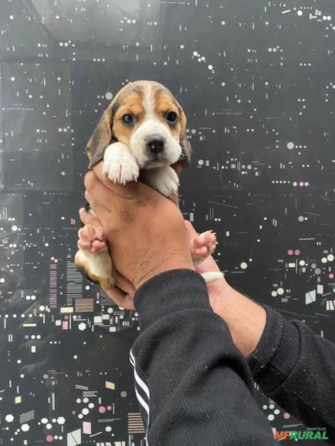 beagle apronta entrega