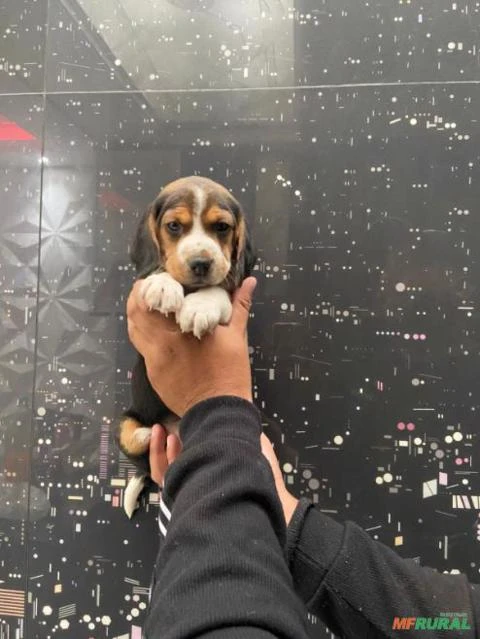 beagle apronta entrega