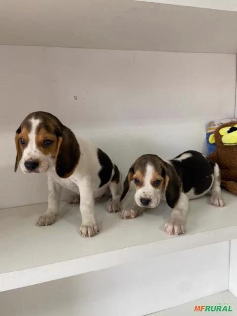 beagle apronta entrega