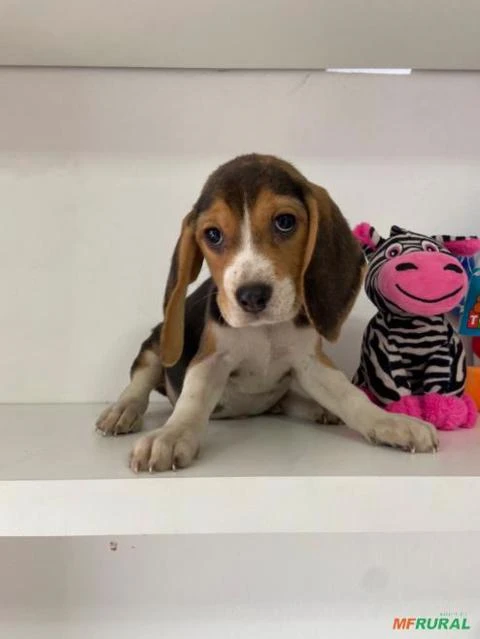 beagle apronta entrega