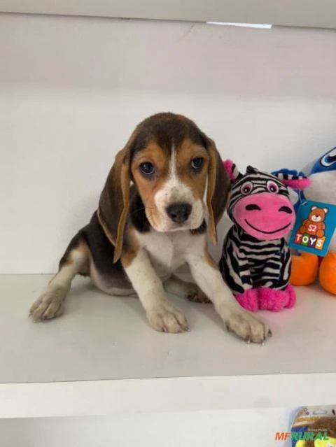 beagle apronta entrega