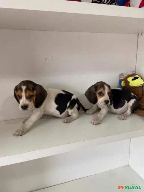 beagle apronta entrega