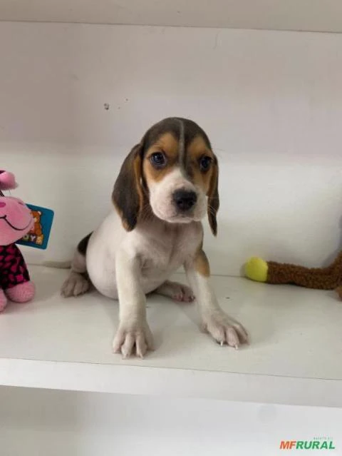 beagle apronta entrega