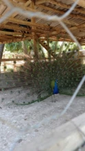 CASAL DE PAVÃO EM DIVINÓPOLIS - MG