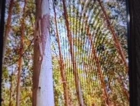 Vendo 15 hectares de eucalipto plantado