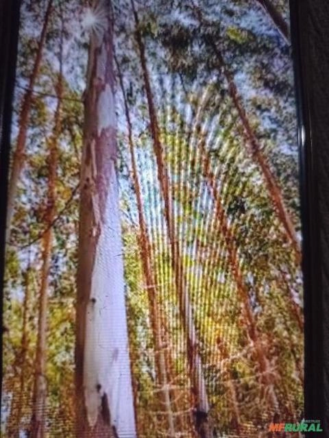 Vendo 15 hectares de eucalipto plantado Imagem Vendo 15 hectares de eucalipto plantado