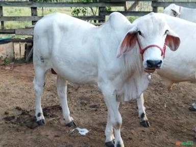 Garrotes Tabapuã PO Imagem Garrotes Tabapuã PO