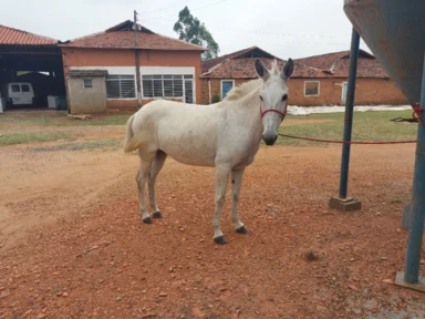 Mula branca machadeira