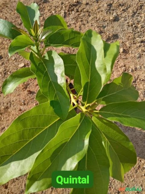 Imagem Mudas de Abacate Imagem Mudas de Abacate