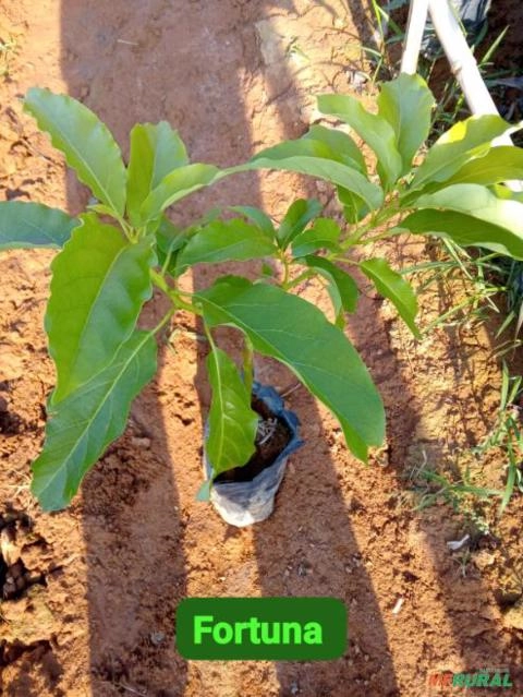 Imagem Mudas de Abacate Imagem Mudas de Abacate