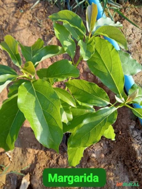 Imagem Mudas de Abacate Imagem Mudas de Abacate